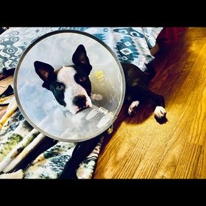 Meet your Posher, Renee